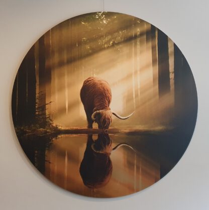 Dibond schilderij Schotse Hooglander